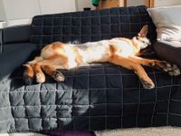 Sofaschutz 2 mit schlafendem Hund